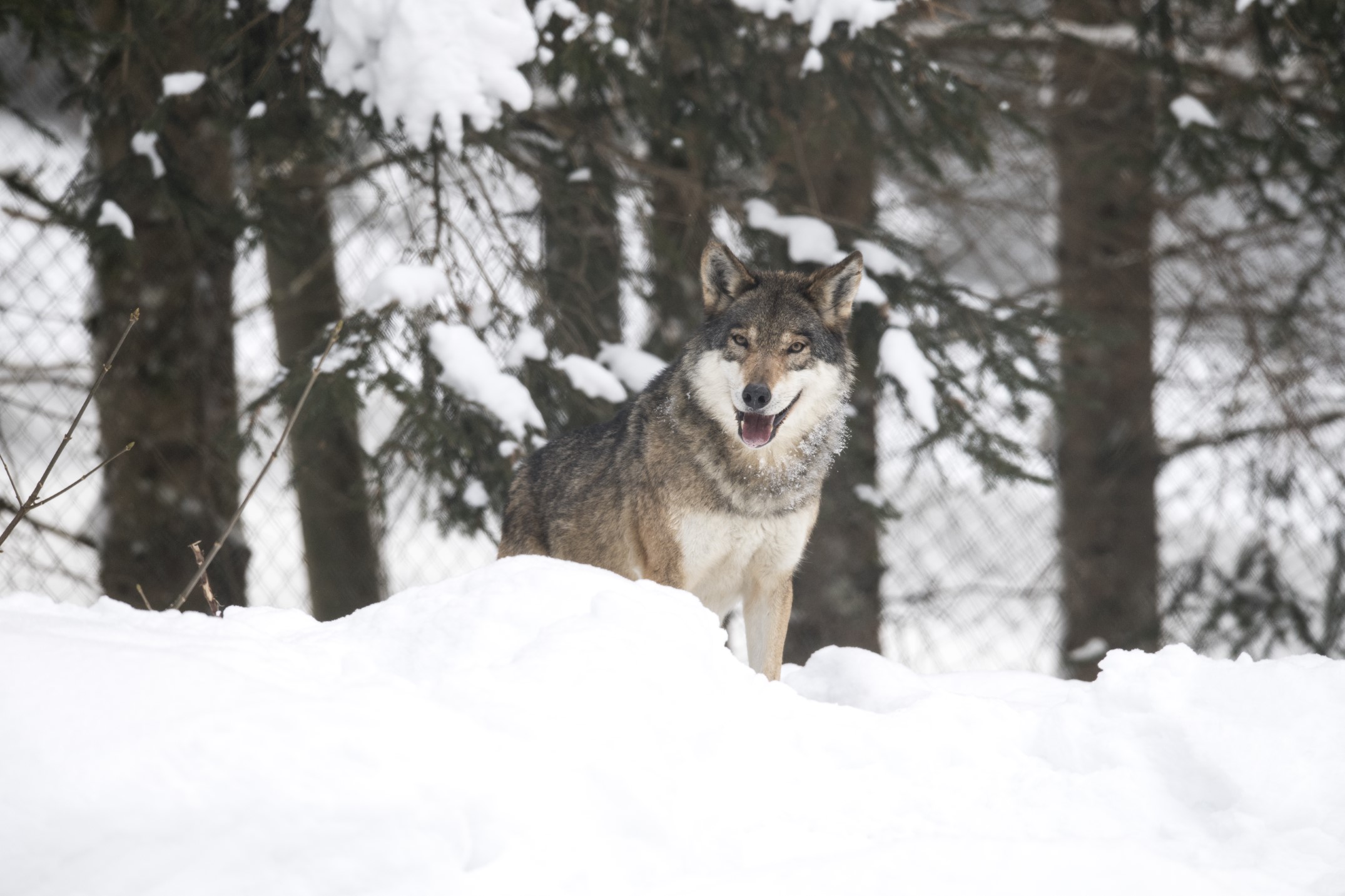 ©Daniel Schwab - Nuturfotografie_Wild- & Erlebnispark Ferleiten_Wolf.jpg